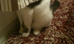 貓咪也不會玩躲貓貓？超爆笑的NG版動物捉迷藏          貓咪、貓、狗、寵物、動物、爆笑、好笑、躲貓貓、捉迷藏、NG、惡搞