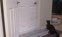 貓咪也瘋密室逃脫？輕而易舉就能開門的機智貓 貓、主人、可愛、門、聰明