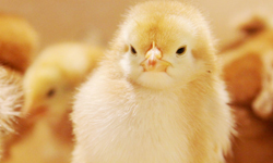 狗狗貓咪都愛牠！到處取暖的療癒黃色小雞 雞、取暖、溫暖、雛雞、黃、療癒、狗、貓、動物、寵物