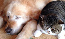 誰說我們超不對盤？萌度爆表的貓咪狗狗默契瞬間！ 貓、狗、一家親、可愛、默契