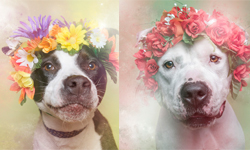 我不想被安樂死！比特犬變身小花童的攝影企劃 小花童、花圈、安樂死、美國、狗狗