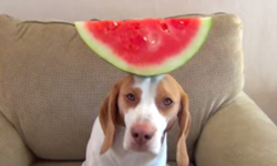 訓練狗狗的頭部平衡感！100秒內輕鬆挑戰百種蔬果 Maymo、YouTube、100秒、蔬果、頭