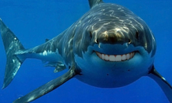 海底萌主要換人當囉！換口牙狂鯊一秒變甜心 鯊魚、可愛、燦爛、牙齒、利牙