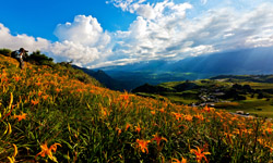 放眼望去你一定會心花怒放！用大片花海結束這個夏天吧 花、花海、夏天、秋冬、金針花、蓮花、鬱金香、國際花毯節