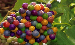 這世上真有彩虹葡萄？真假流言追、追、追 葡萄、彩虹、顏色、轉色期、p圖