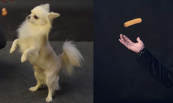 想吃熱狗錯了嗎！讓狗狗傻眼的漂浮魔術  Jose Ahonen、魔術、魔術師、芬蘭、香腸、狗、漂浮、羊、撲克牌、心靈感應者