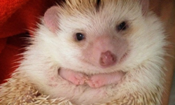 嬌滴滴的模樣擄獲少女心！靦腆小刺蝟激萌登場 刺蝟、靦腆、害羞、動物、可愛