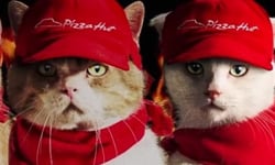 你確定讓牠們外送沒問題？4隻超熱血萌貓將披薩準時送到你家！ 貓、日本、披薩、披薩貓、可愛、萌、傻