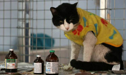 安心走完生命最後一程吧！善心護士收養200隻病貓 祕魯、護士、貓、疾病、白血病