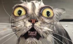 現實中的貓才沒那麼Q勒？Instagram裡的貓vs.現實生活的貓 貓、Instagram、現實、可愛、悲劇