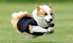 狗狗也有超能力？騰空漂浮的飛行犬出沒 狗狗、超能力、飛行、犬、日本、騰空、漂浮、可愛、攝影、高速連拍