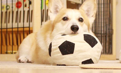 再忙也要陪你吃早餐？超可愛柯基的每日好菜上桌！ 柯基、狗、金澤、Nina、ニナ