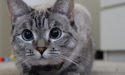 你也是牠旗下的貓奴嗎？喵星球的超可愛表情帝娜拉駕到！ Nala、娜拉、nala_cat、表情帝、顏藝