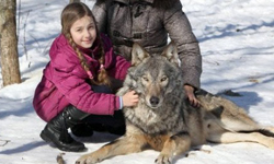 不怕被大野狼吃了？俄羅斯小女孩5年成功馴服肉食狼 小紅帽與大野狼、Alisa Selekh、Oleg Selekh、狼、白俄羅斯、寵物、馴服、