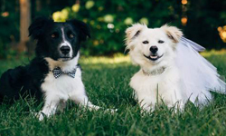 誰說不能黑白配  狗狗的庭院浪漫婚禮 黑狗、白狗、婚禮、庭院、 Kathryn Yeaton