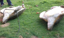 不僅快絕種還差點被吃！英旅人路過仗義出手救綠蠵龜 綠蠵龜、保育、絕種、救援、搶救