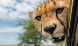 載我，你們四輪跑得比較快！獵豹罷跑搭便車去 獵豹、非洲、坦尚尼亞、攝影、搭便車、可愛、大寵物、懶懶