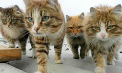 小時可愛大未必佳？不良貓咪的超懶散行徑大盤點！ 貓、貓咪、不良、臭臉、懶散、萌、可愛