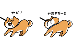 這麼可愛也沒問題嗎？玩手機也會被萌到無法自拔的動物LINE貼圖 LINE Creators Market、LINE、貼圖、のじゃ、貓