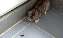 女子單身宿舍的生活之道 居家除蟲另類法寶大公開       單身、除蟲、居家、蟑螂、殺蟲