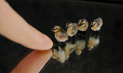 如果動物都被縮小燈照到…？萌翻天的袖珍動物雕塑 動物、可愛、迷你、陶土、纖維、雕塑、袖珍、藝術、ReveMiniatures