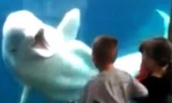 根本是人類穿布偶裝吧？白鯨逗弄小屁孩       萌、白鯨、動物、小孩、驚嚇