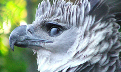 你們真的是同一隻嗎？希臘神話中的反差美男鷹角雕參上！ 角雕、鷹、希臘神話、猛禽、困惑