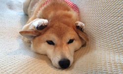 就算要一起露屁屁也沒問題？可愛到無法自拔的蠢萌柴犬家族！ 柴犬、犬、狗、三兄弟、可愛