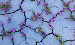 生命自然會找到出路 在夾縫中突圍的植物錦集 植物、壓不扁的玫瑰、成長、奇蹟、多肉、天空之城、扭曲、美感