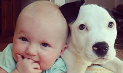 3個月大的小胖娃有多～可愛？寶寶與小鬥牛的溫暖系生活    Clyde、Eisleigh、Instagram、Brandi Hodges、狗、寶寶、嬰兒、童趣