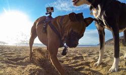 寵物也能拍出愛的視角 狗狗專用的GoPro套組出現了！ Gopro、狗狗、寵物、愛的視角