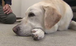 導盲犬日本街頭遭刺！忍痛不叫主人毫無察覺 導盲犬、埼玉市、遭刺、日本、動物