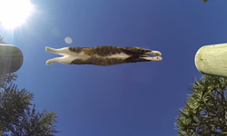 叫酷帥貓咪第一名！完全不需要替身的跑酷高手貓 DIDGA THE PARKOUR CAT、貓、跑酷、Didga、YouTube、特技