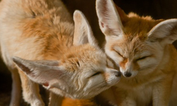 《小王子》中的狐狸就是牠？只在童話中出現的耳廓狐在現實中也超夢幻！ 耳廓狐、小王子、狐狸、童話、可愛