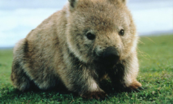 笑起來就像毛絨絨的小老頭！一起來認識澳洲名產「袋熊」 袋熊、無尾熊、野生、有袋類、澳洲、可愛、惡搞