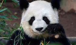 人家只是想要更多竹子嘛！熊貓假孕爭寵烏龍案 熊貓、假孕爭寵、假懷孕、成都、愛浜、熊貓寶寶