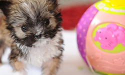 居然有比iPhone還小的狗？號稱英國最袖珍的狗狗Tyson登場！ 狗狗、Tyson、犬、拉薩犬、吉娃娃