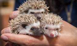 好想買下動物園！剛出生的5隻小刺蝟迷你又可愛 俄勒岡動物園、美國、刺蝟、出生、可愛