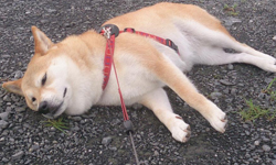 懶懶熊早就不夠看了！懶懶狗將讓你體會又氣又萌的新感受 狗、犬、狗狗、懶、萌