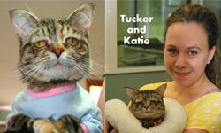 世界上最悲傷的貓找到新家了！西雅圖女子為牠寫上最棒的結局 悲傷、貓咪、基因疾病、 Tucker、Poe、Katie、西雅圖、Purrfect Pals