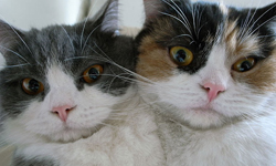 我們是天生一對！臉圓圓雙貓的居家探險日記 Guremike、貓咪、居家、日本、探險、可愛、三花貓、灰白貓、療癒、兄妹、萌