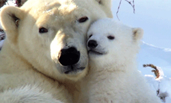 「天下的媽媽都是一樣的～」 當媽的辛苦動物們也都知道 母親、動物、辛苦、人類、母親節