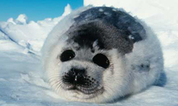 根本就是夢想中的換膚成功？北極圈萌物將讓你消暑又療癒！ 動物、可愛、北極、北極圈、萌