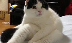 摺耳貓海苔君爆紅！逗趣坐姿背後的真相竟然是..... 蘇格蘭摺耳貓、貓、貓咪、喵、可愛