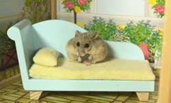 過得比人還幸福！歡迎來到小倉鼠的夢幻豪宅 YouTube、小倉鼠、豪宅、影片、吃飯、娃娃屋、草莓、敞篷車