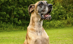 吃「臭」當吃補？愛犬食慾不振的獵奇真相是... 大丹狗、波特蘭、食慾不振、嘔吐、襪子