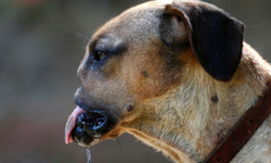 不放棄活下去的機會！斷鼻受虐犬術後重生 墨西哥、狗狗、流浪動物、朋友、虐待