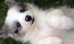 你們被包圍了！11隻哈士奇的夢幻冰狗生活 Instagram、哈士奇、牧羊犬、英國、原野