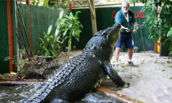 日久生情攏是假！養鱷30年阿公淚訴：「牠還是想吃我！」 澳洲、鱷魚、巨大、爺爺、真情告白、反撲、寵物、勇、猛獸、真心換絕情、苦笑