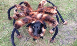 你不要朝著我爬！變種巨蛛入侵地球啦 蜘蛛、波蘭、惡作劇、深夜、魂飛魄散